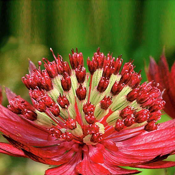Zwerg-Sterndolde Ruby Wedding