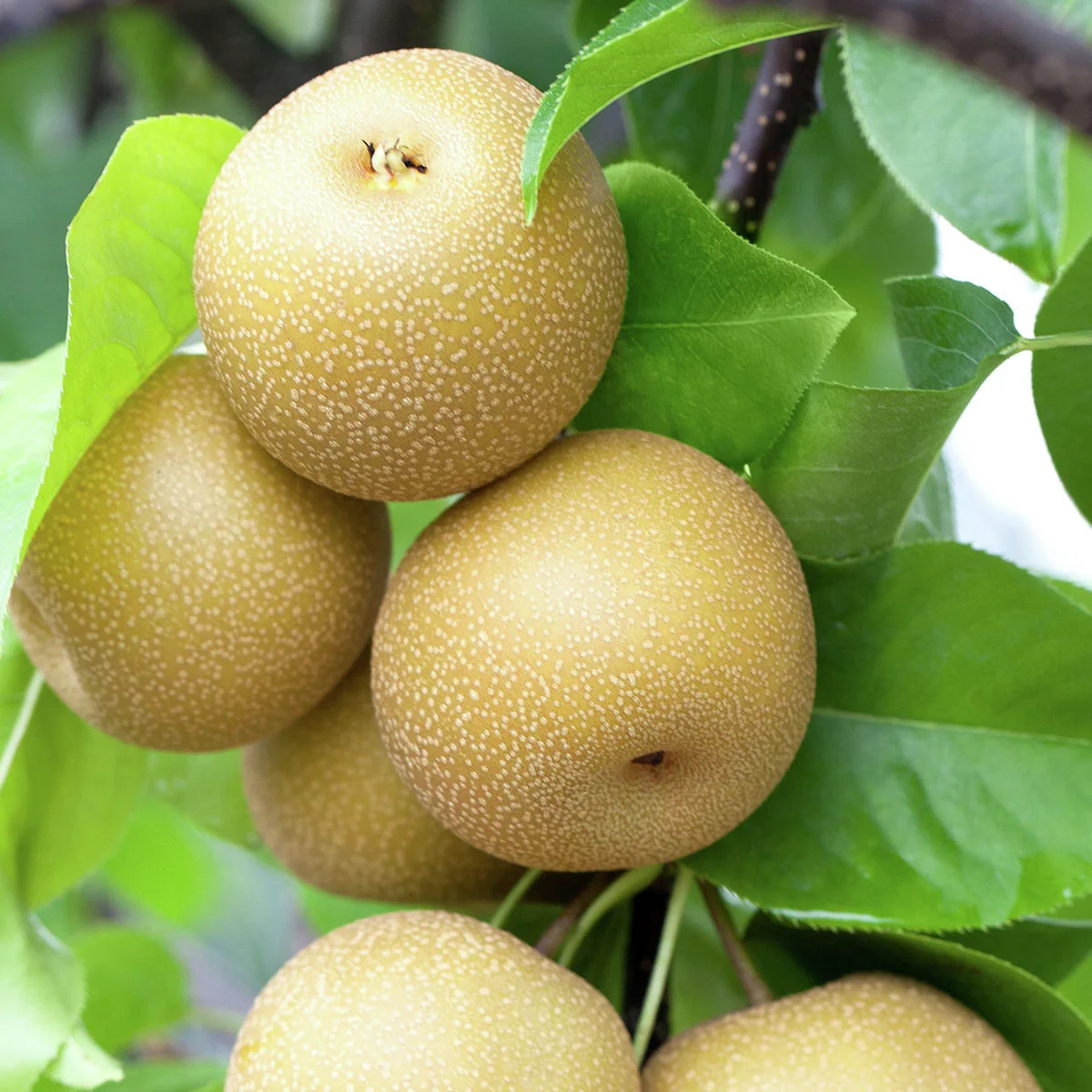 Säulen-Nashi Prosuccoso