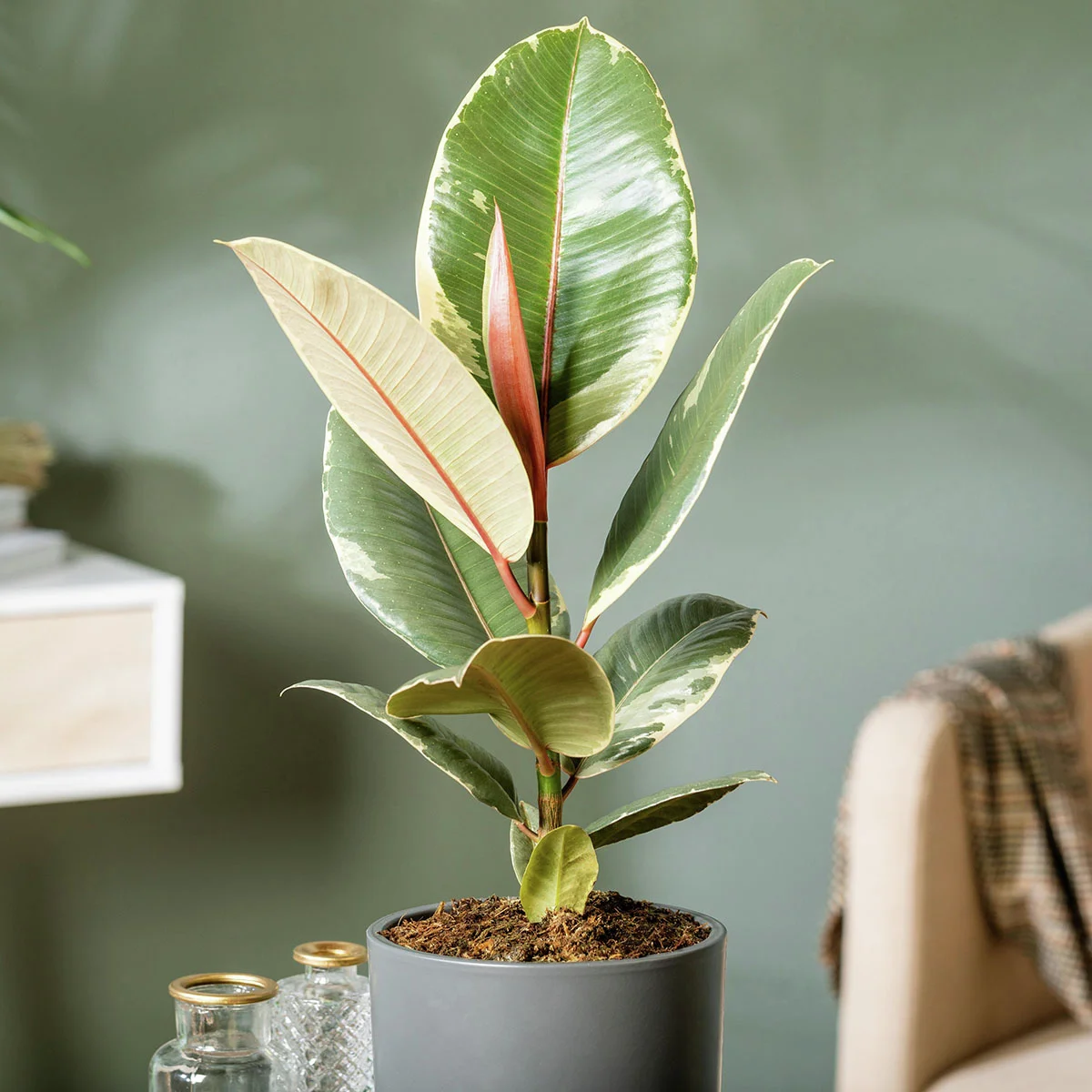 Ficus Tineke, Höhe ca. 40-50 cm