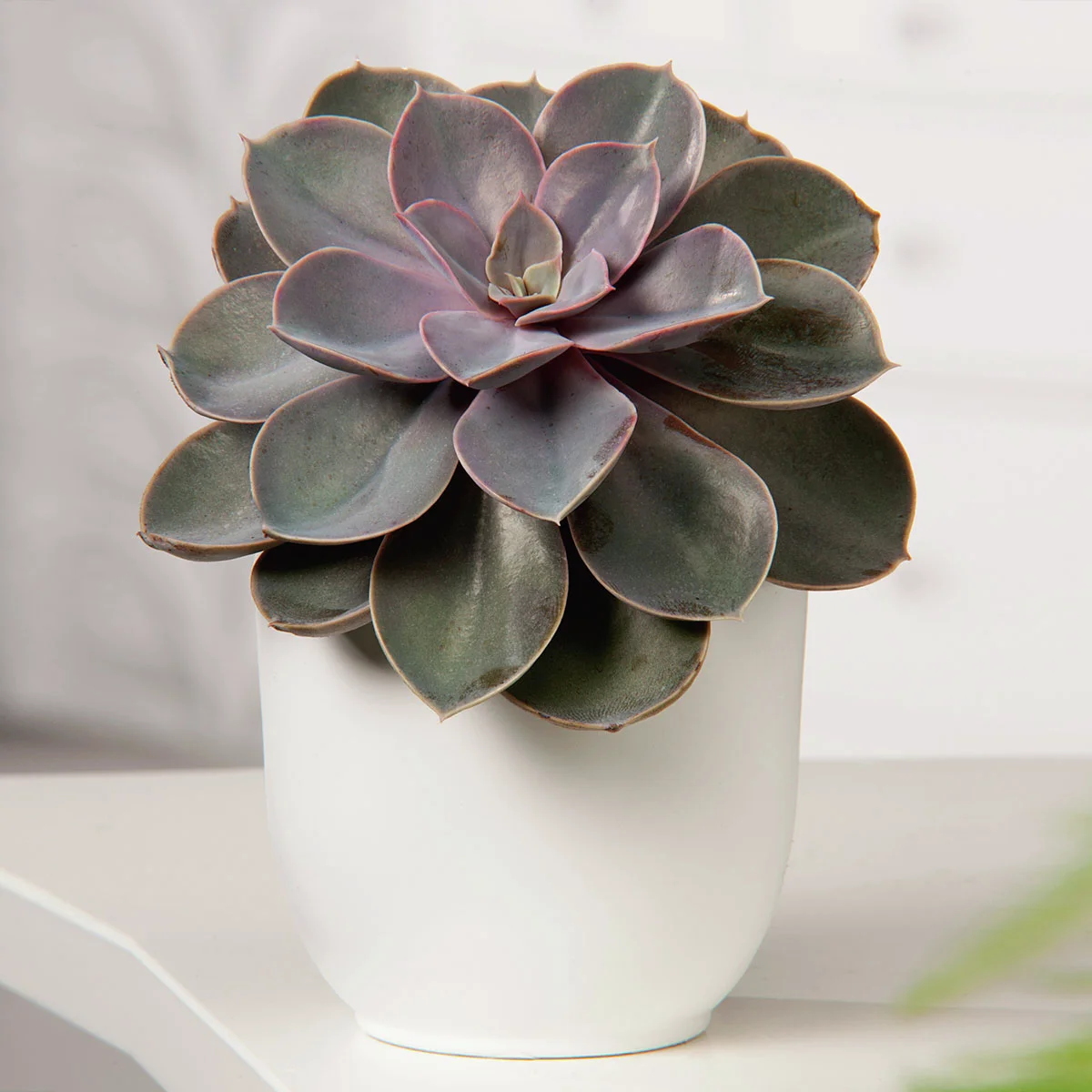 Echeveria Perle von Nürnberg, Höhe ca. 15-20 cm