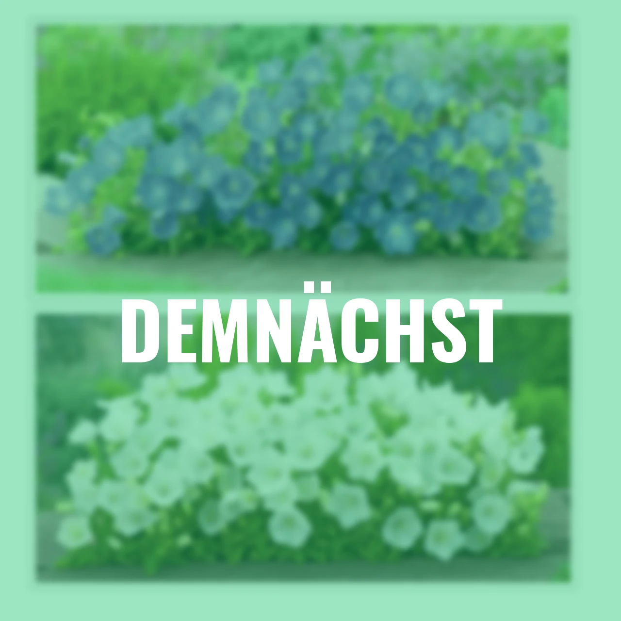 Stauden-Set Karpaten-Glockenblumen Bavaria