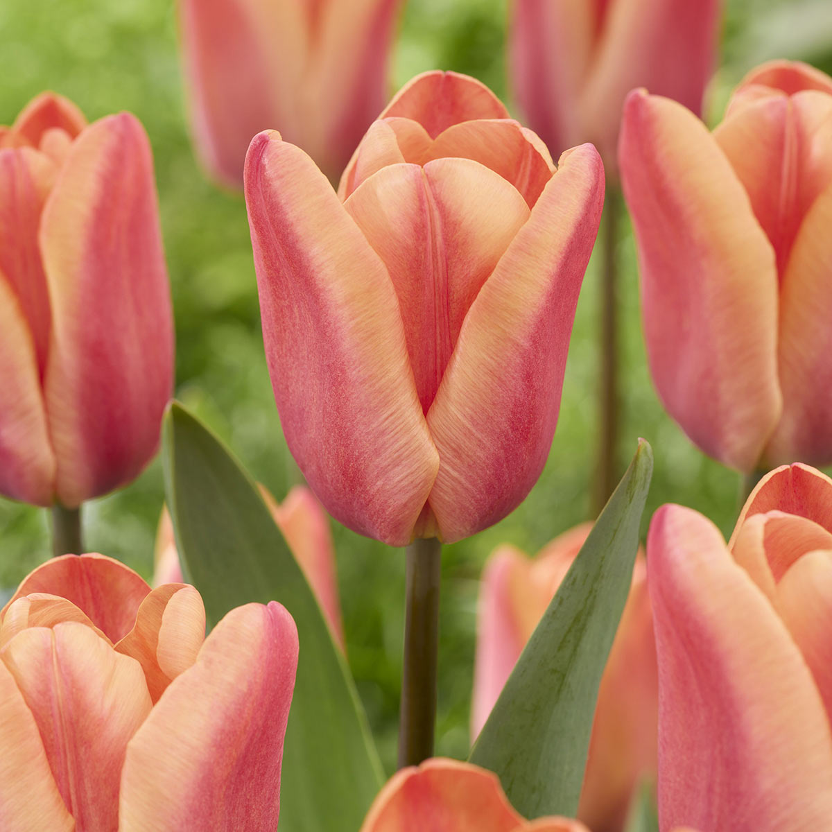 Tulpe Apricot Foxx