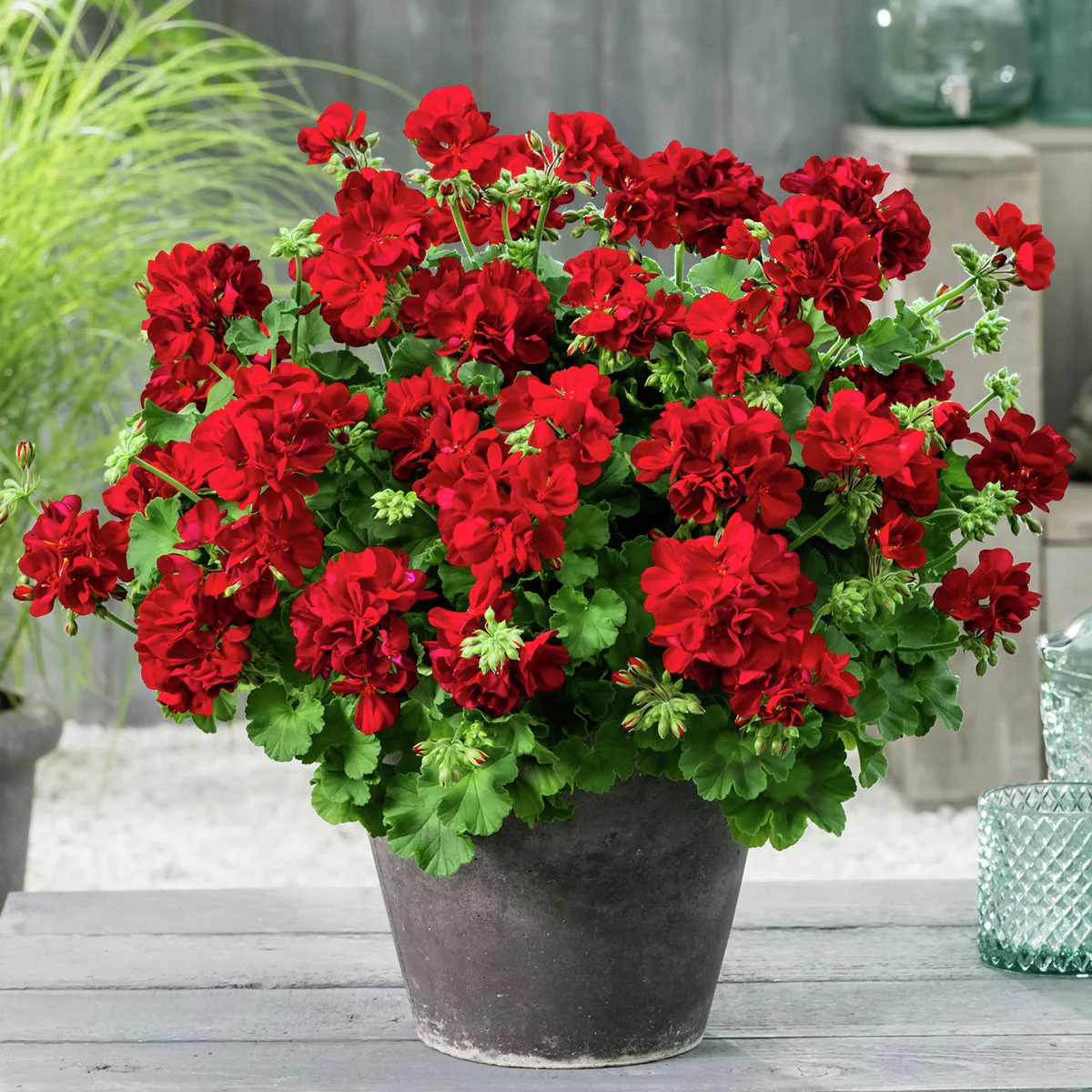 Calliope® Geranie Dark Red