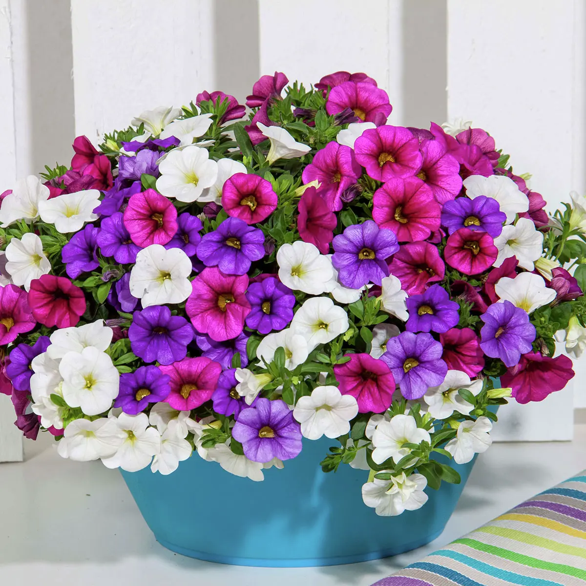 Trio-Zauberglöckchen, blau-weiß-pink