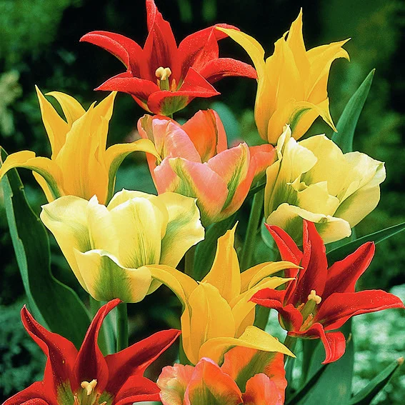 Mischung Viridiflora-Tulpen