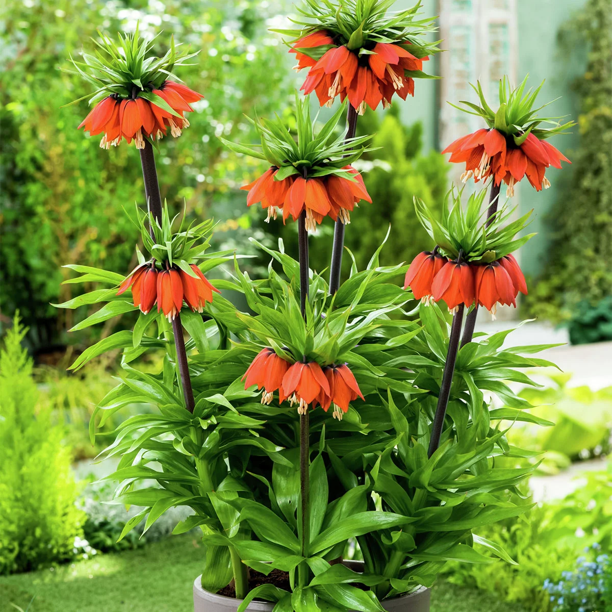 Kaiserkrone Aurora, orangerot