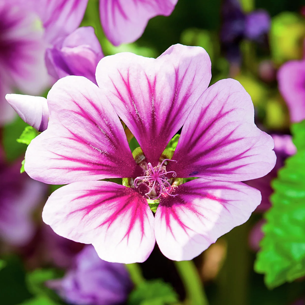 Maharadscha-Malve Zebrina