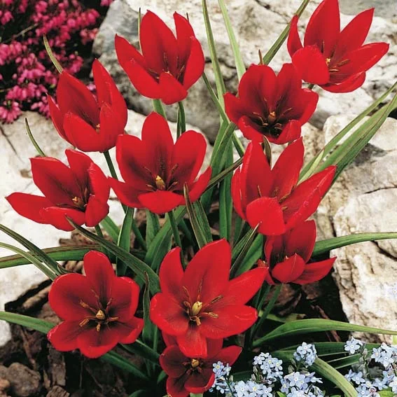 Tulpe Hageri