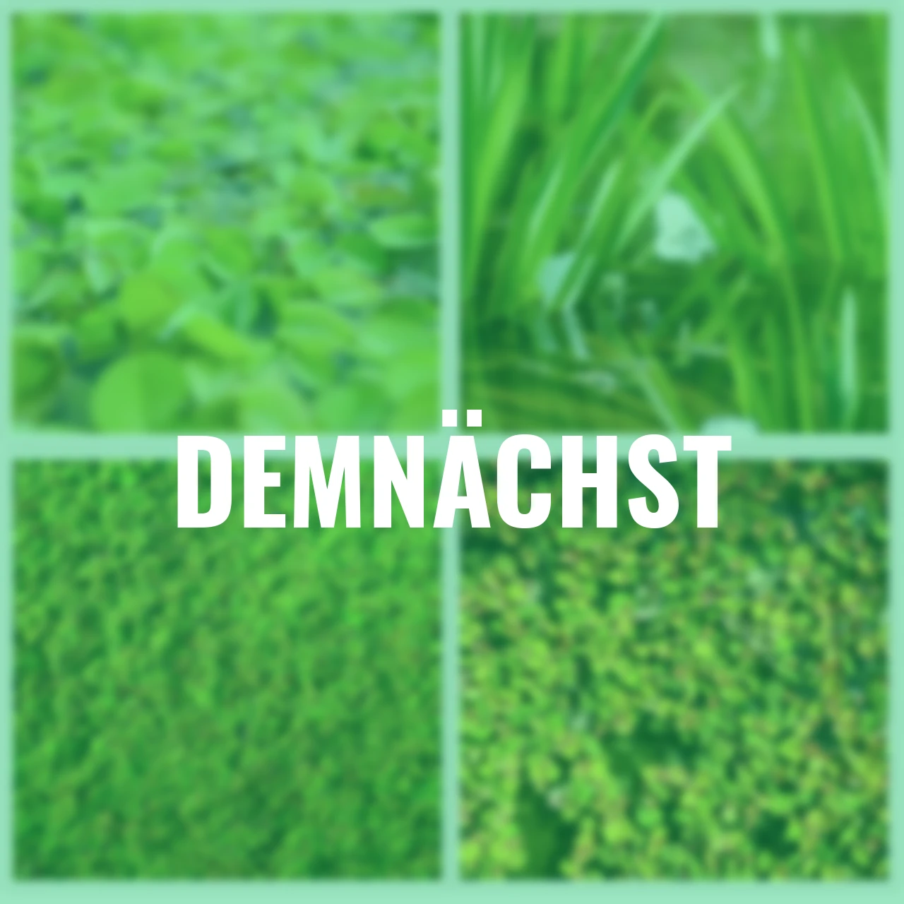 Wasserpflanzen-Set Schwimmende Wasseroase