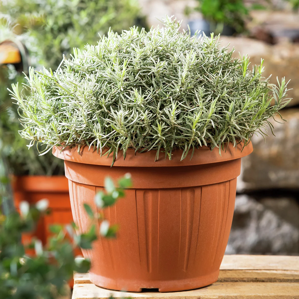 Eataliano Solitär-Lavendel, im ca. 14 cm-Topf