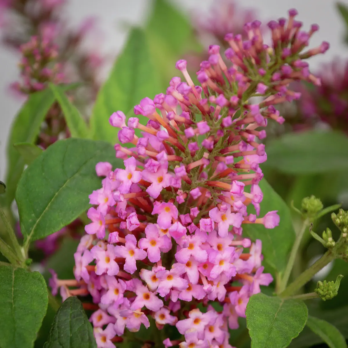 Zwerg-Schmetterlingsflieder Butterfly Candy® Little Pink