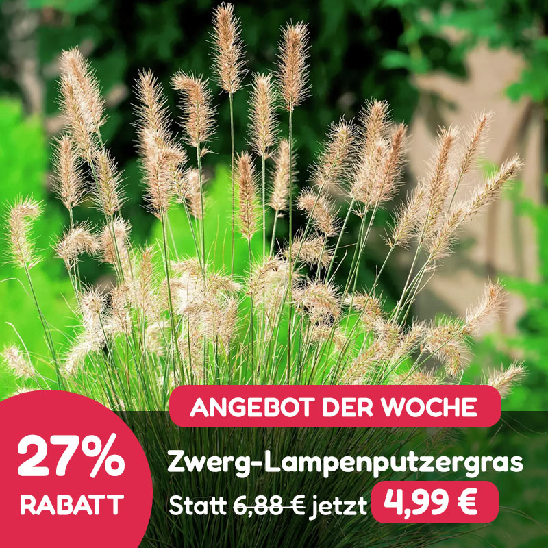 Angebot der Woche