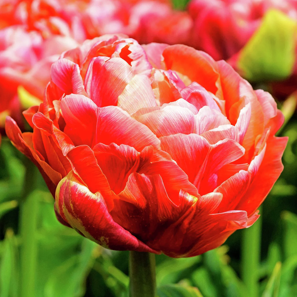 Tulpen-Set Dazzling Double