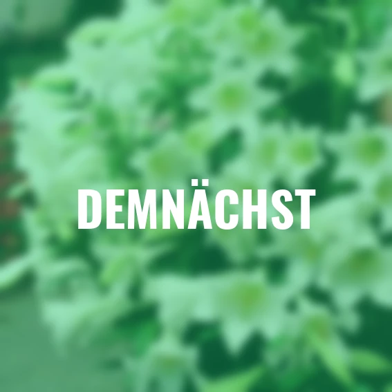 Trompetenlilie White Elegance