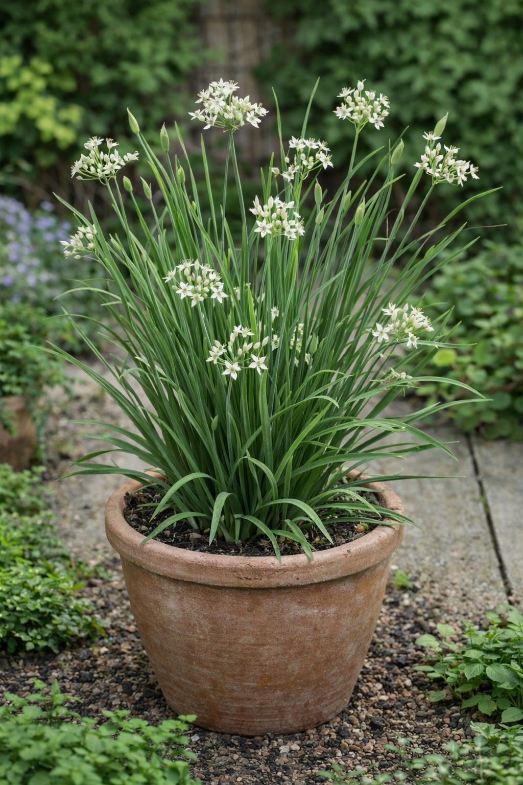 Schnitt-Knoblauch Neko