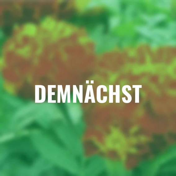 Blumensamen-Set Zenith-Tagetes