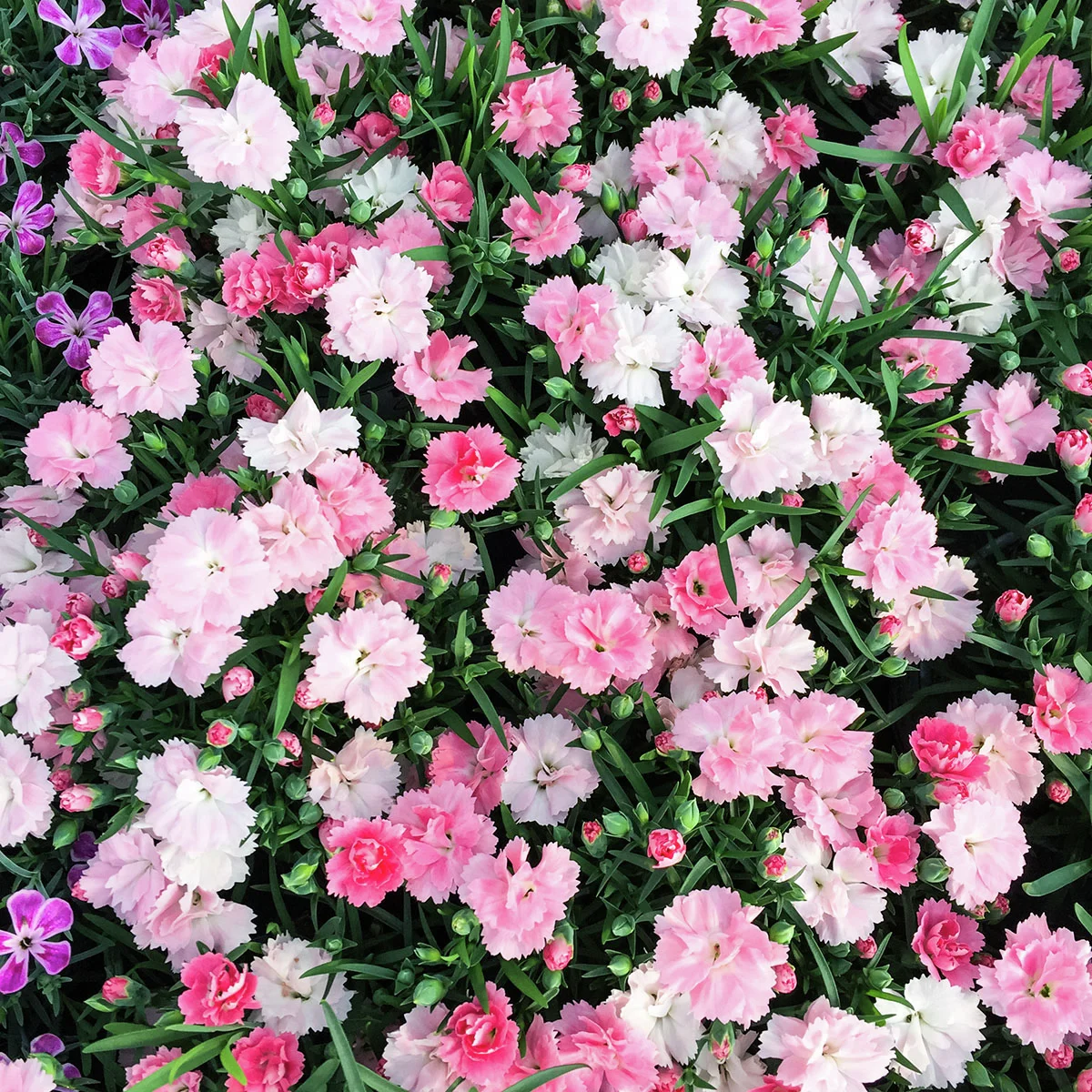 Federnelke, rosa-weiß