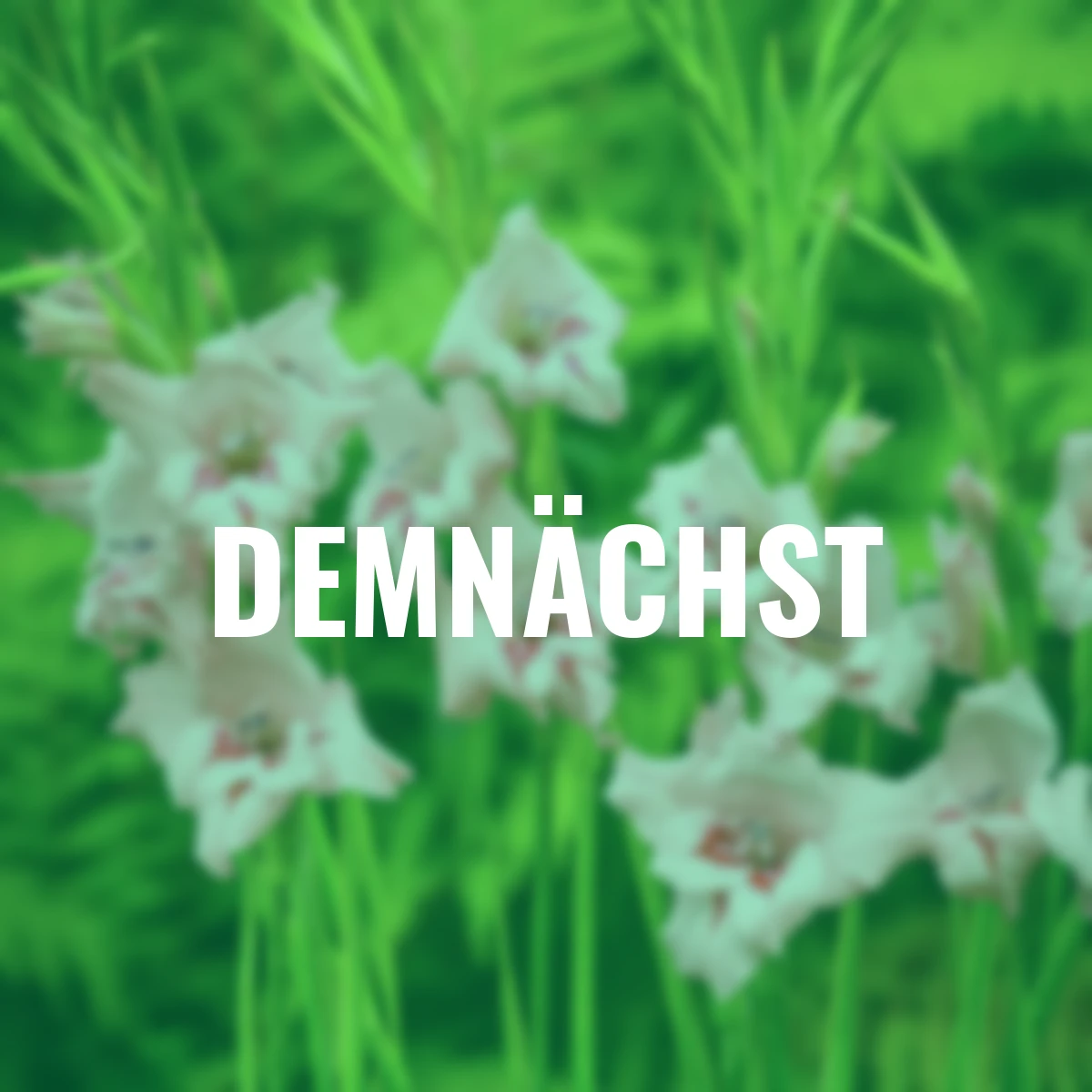 Zwerg-Gladiole Summer Love