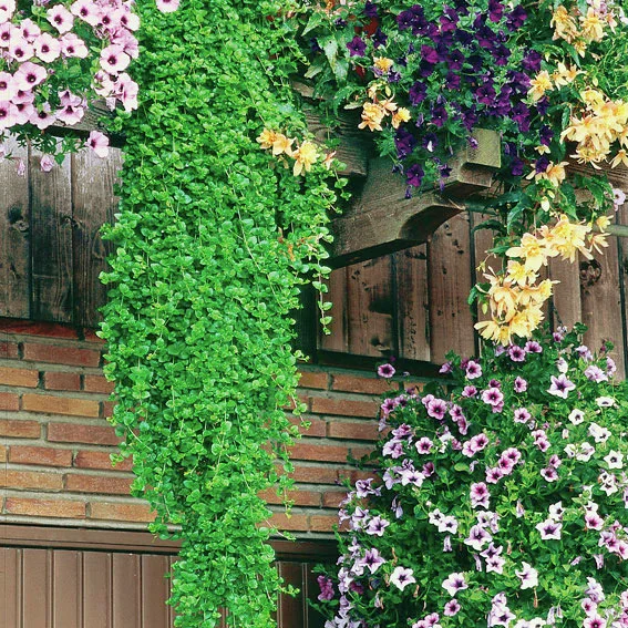 Hänge-Minze Indian Mint®