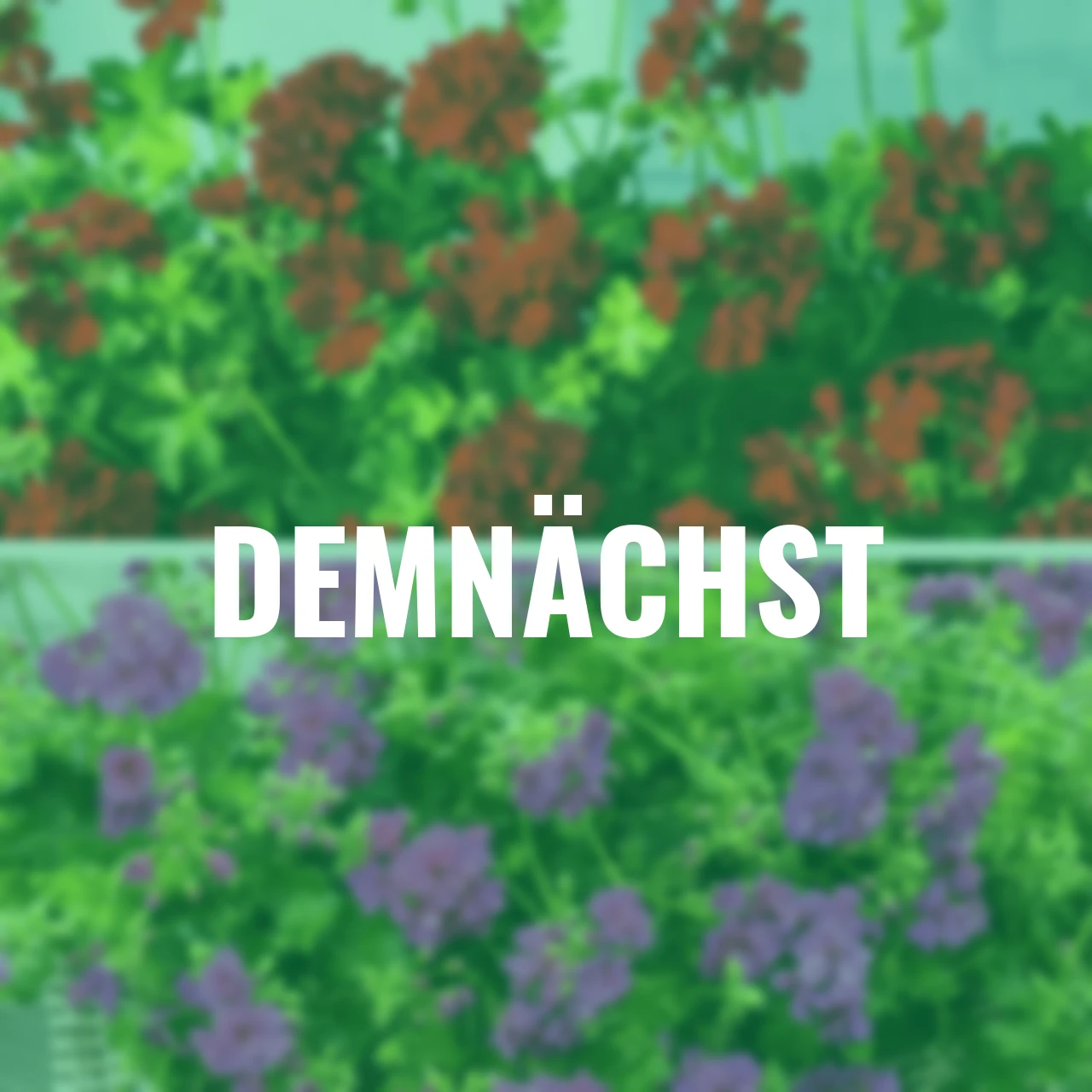 Sommerblumen-Set Hänge-Geranien 5 + 1 gratis