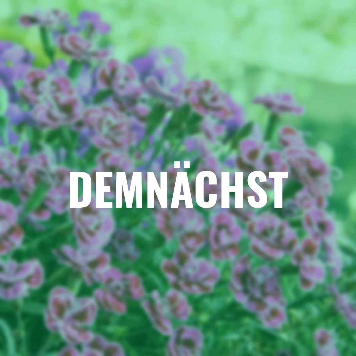 Garten-Nelke Purple Wedding