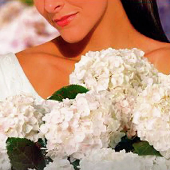 Garten-Hortensie Endless Summer(R) The Bride, weiß