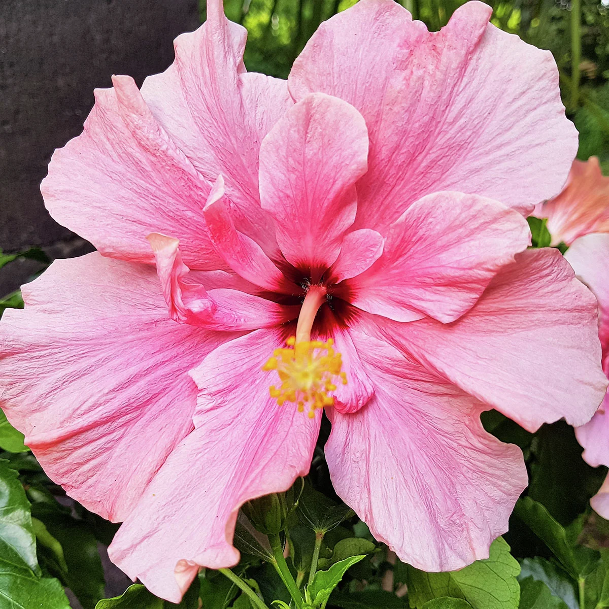 Rosa Hibiskus-Stamm