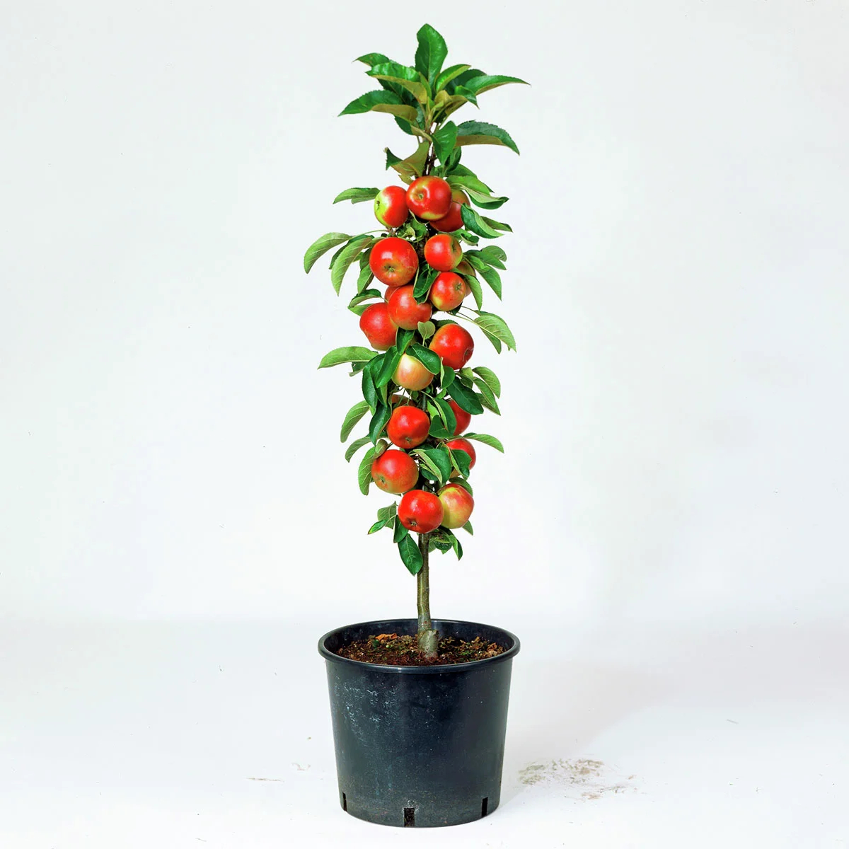 Säulen-Apfel Sonate®