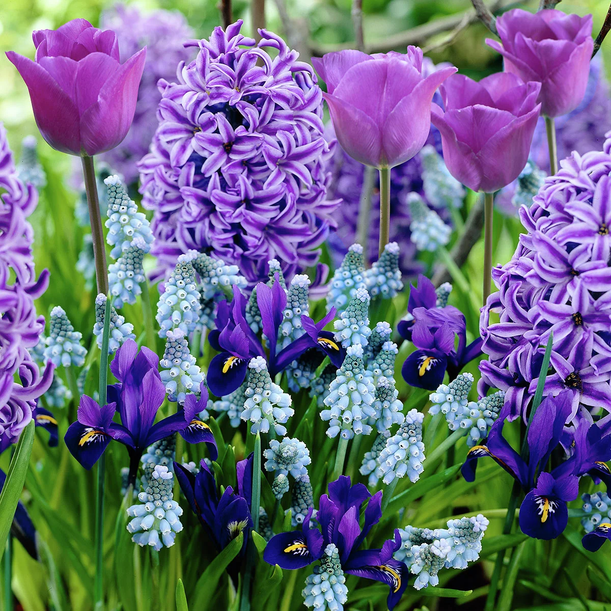 Blumenzwiebel-Mischung Blauer Frühling