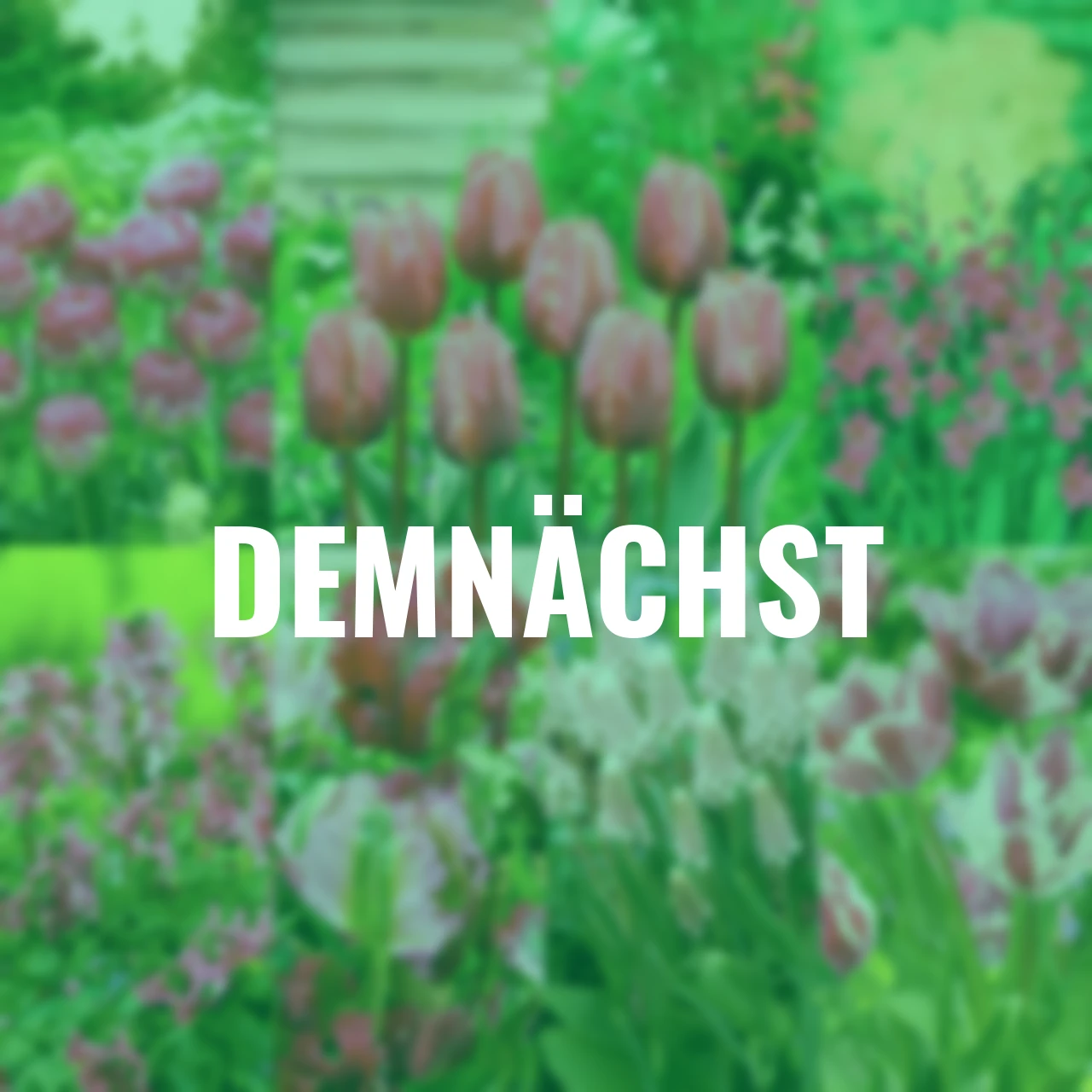 Blumenzwiebel-Set Pinker Frühling