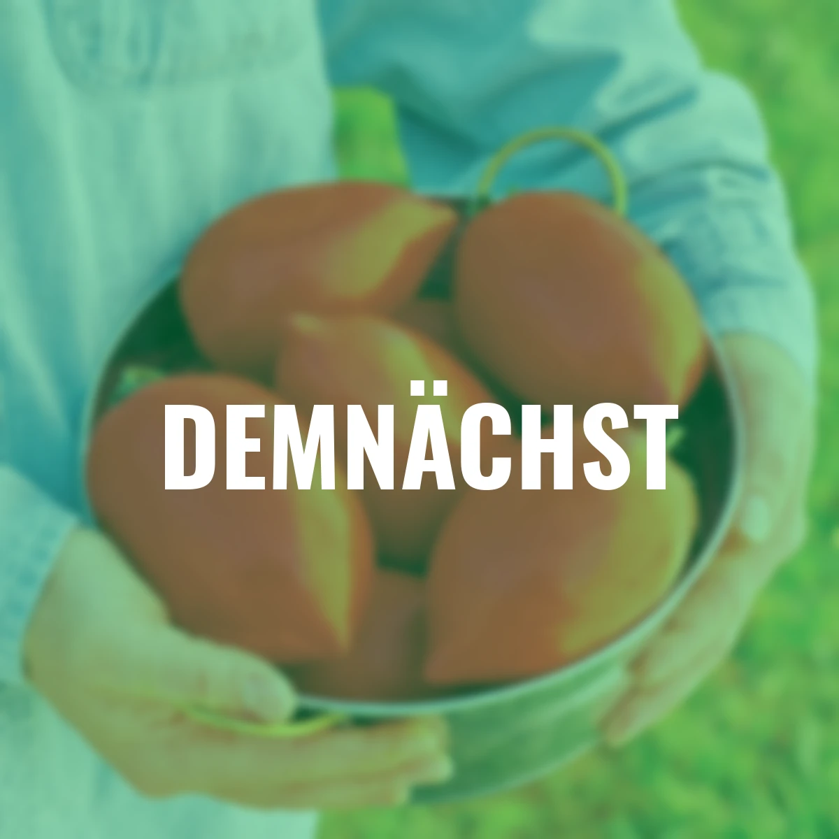 Tomatensamen Big Mama F1