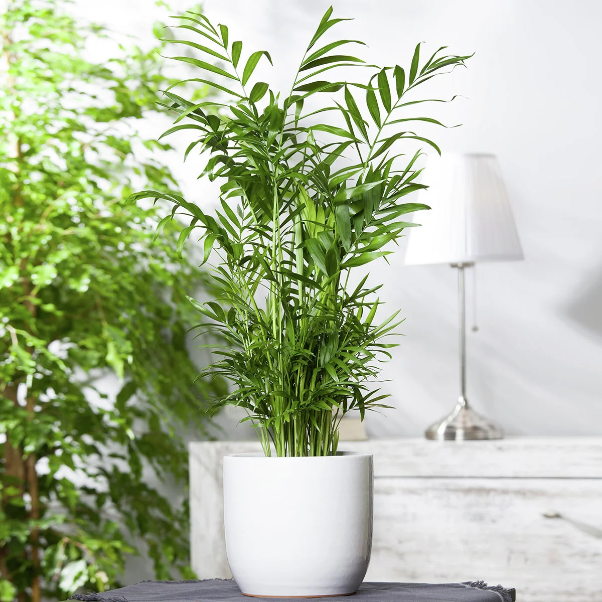 Bergpalme, im ca. 15 cm-Topf, Höhe ca. 40-60 cm