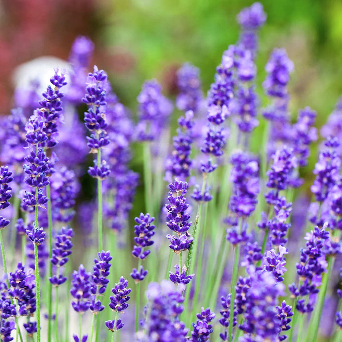 Eataliano Solitär-Lavendel, im ca. 14 cm-Topf