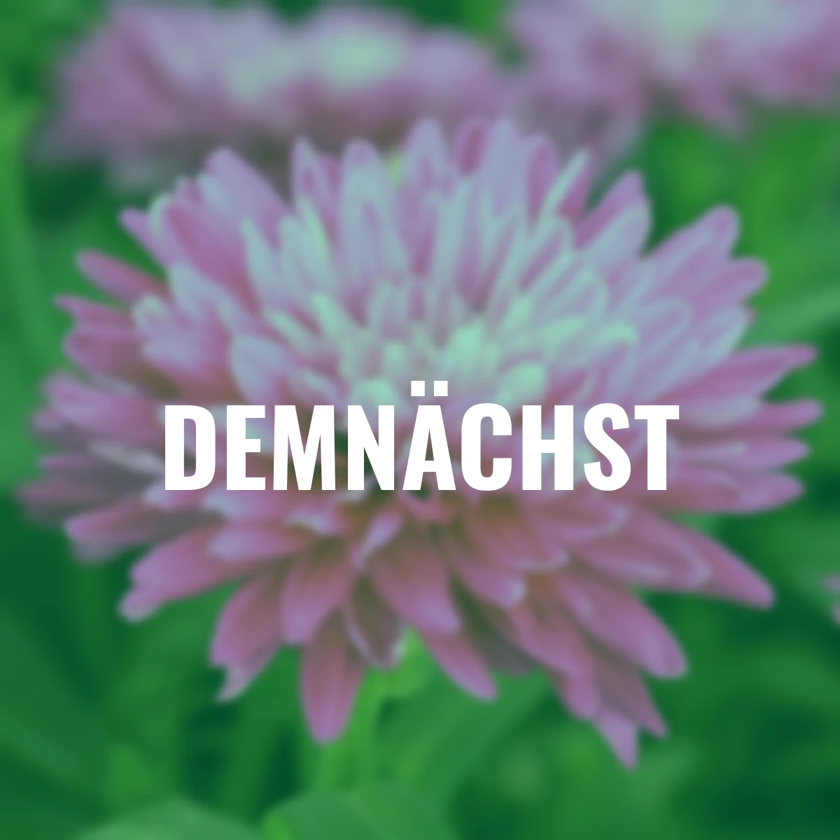 Astern-Set Summerjam