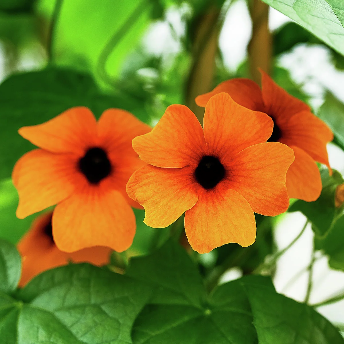 Schwarzäugige Susanne, orange