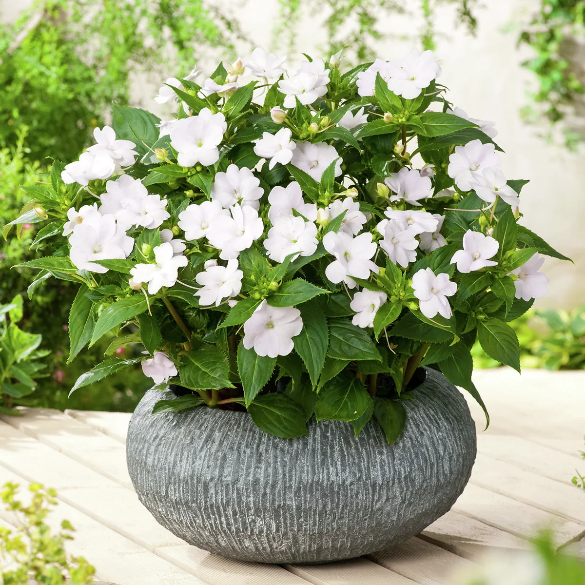 Fleißiges-Lieschen Sunpations™ White