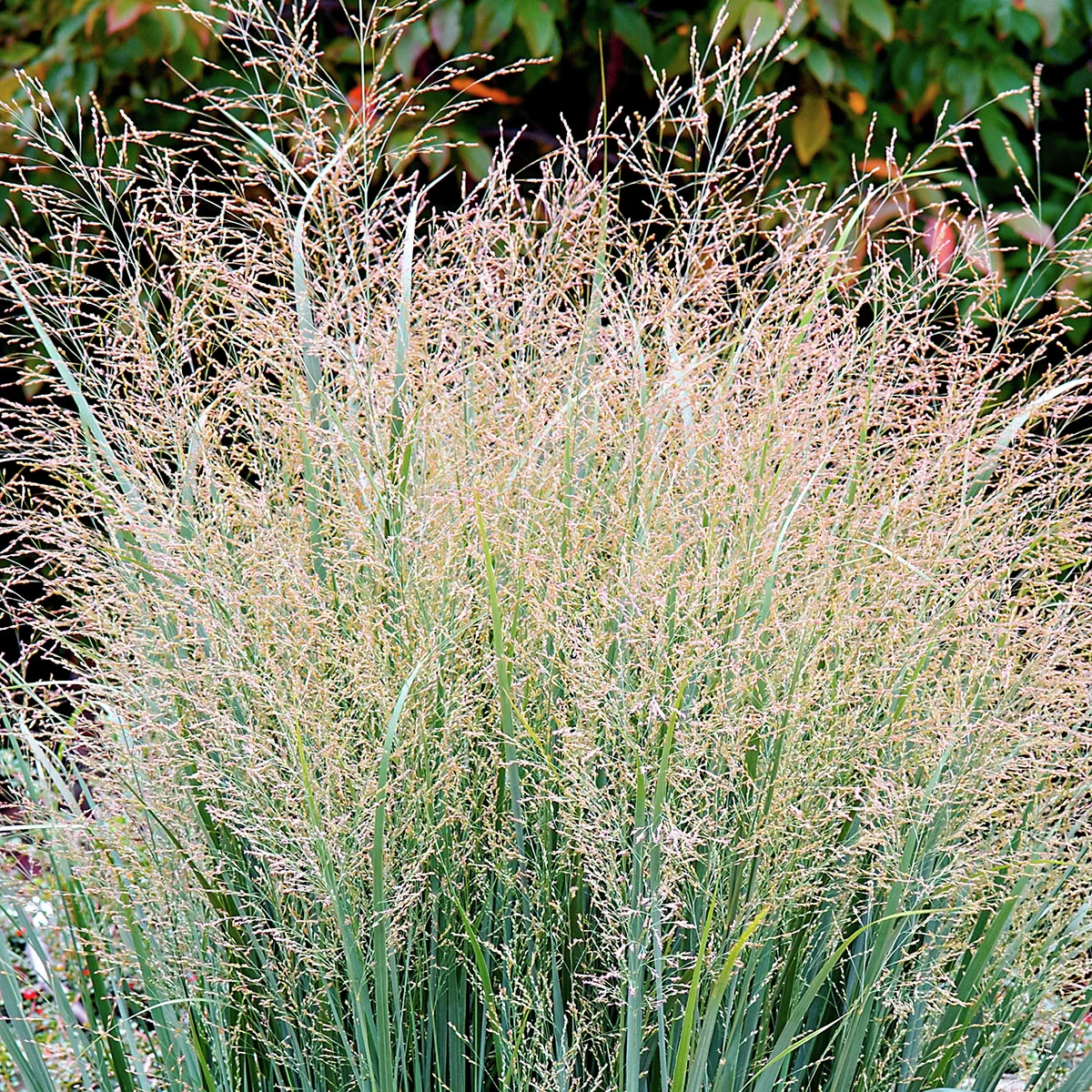 Säulen-Rutenhirse Heavy Metal