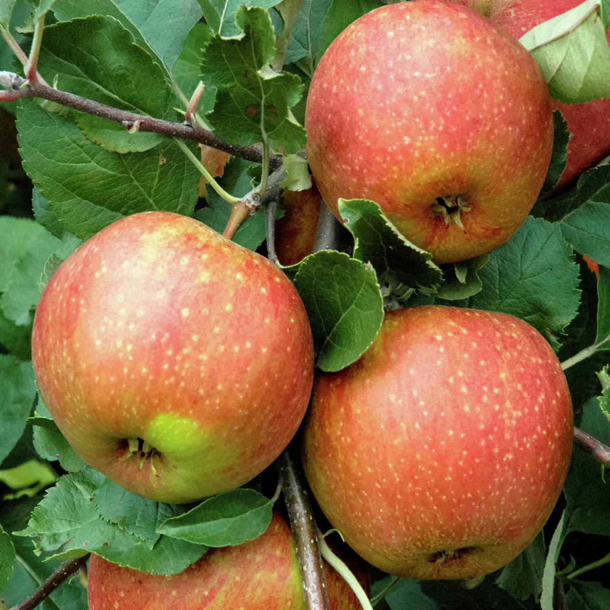 Apfel Roter Boskoop, im ca. 23 cm-Topf