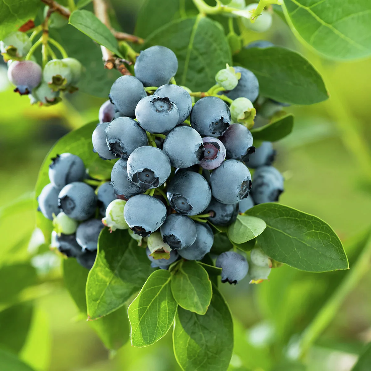 Amerikanische Waldheidelbeere