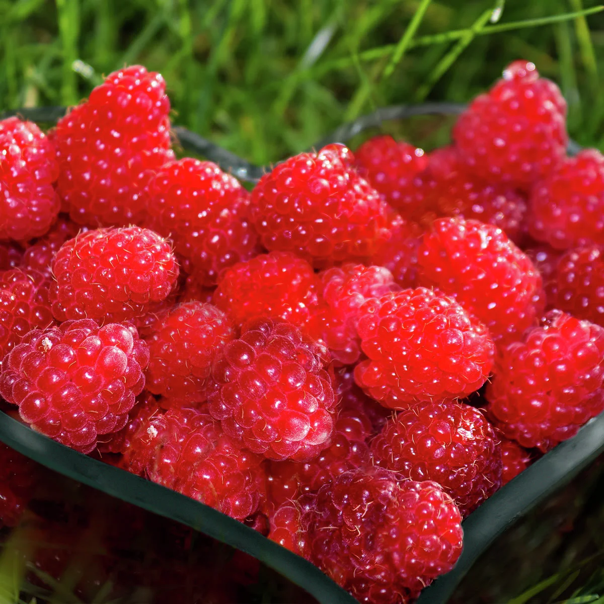 Himbeere TulaMagic®