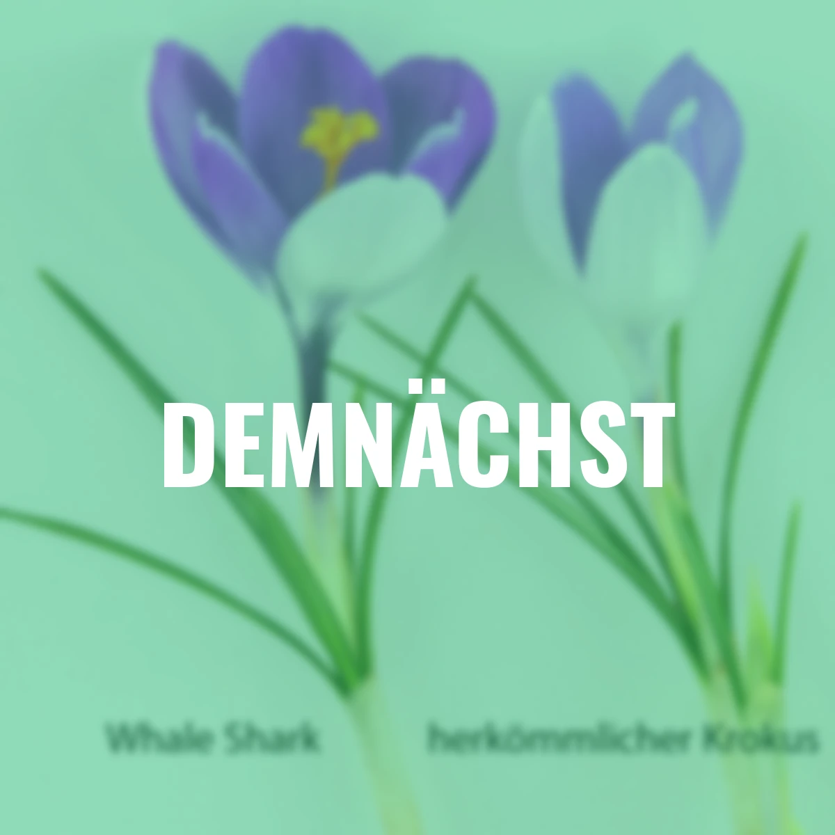 Krokus Vernus Whale Shark