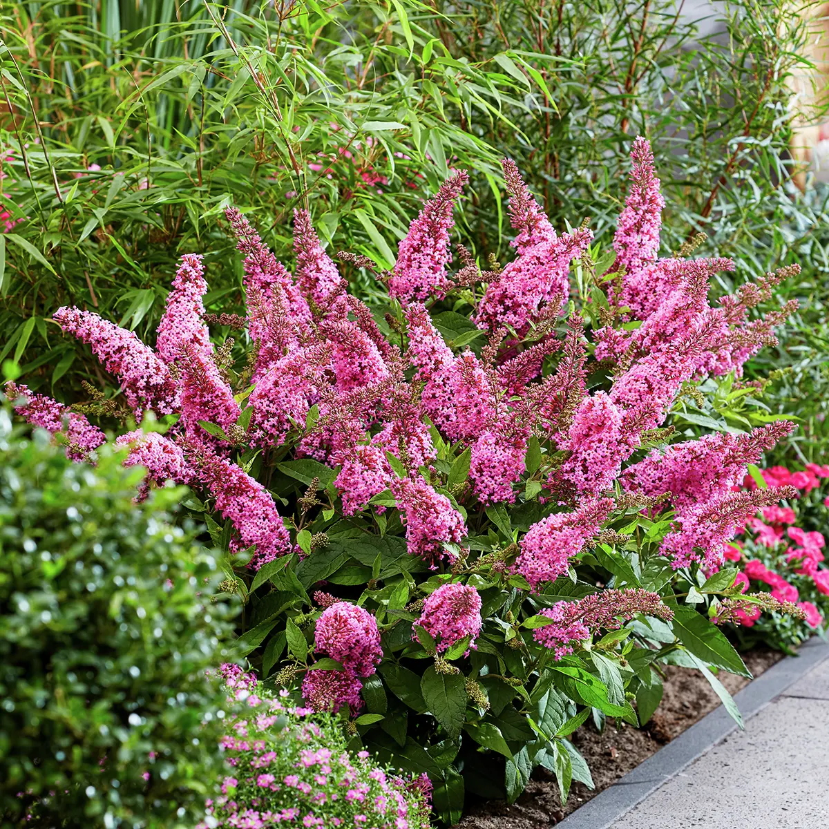 Zwerg-Schmetterlingsflieder Butterfly Candy® Little Pink