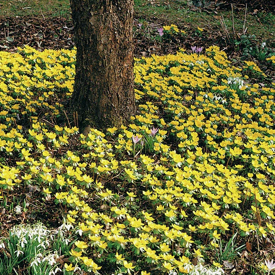 Winterling Lenzbote