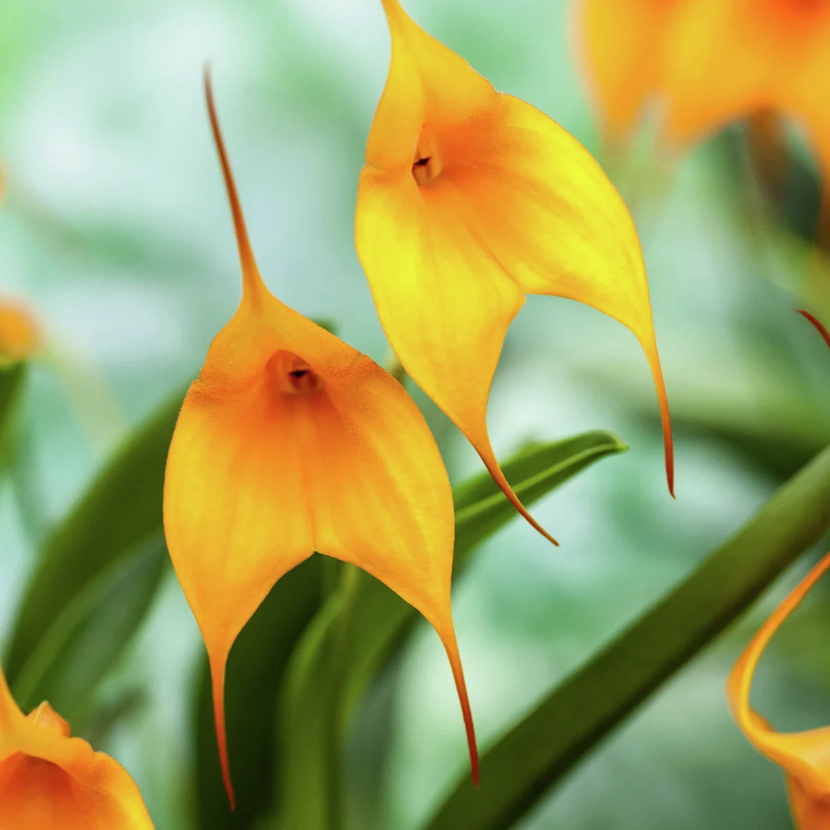 Orange Orchidee BallaVallia, Höhe ca. 20-30 cm