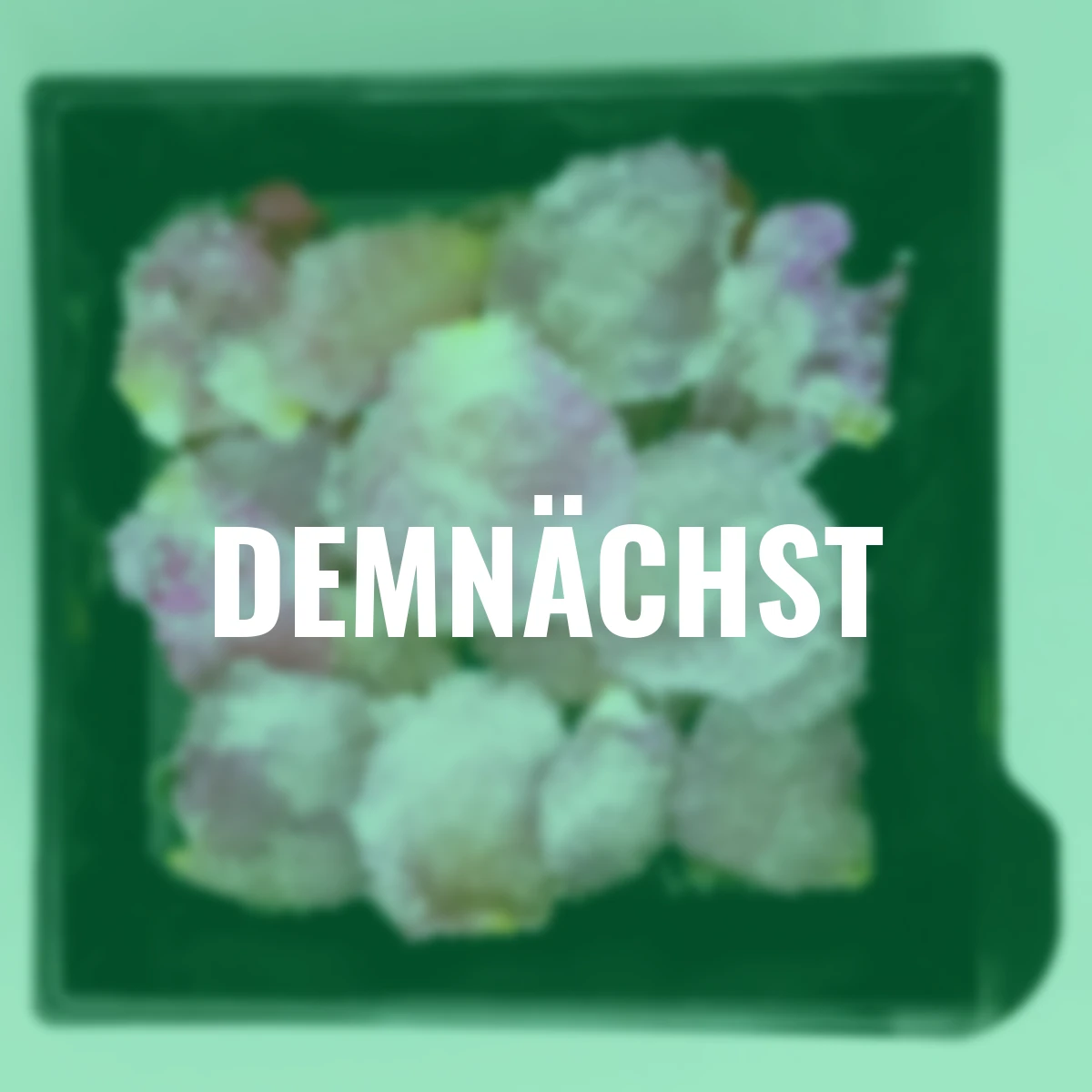 Essbare Culinaric Rose