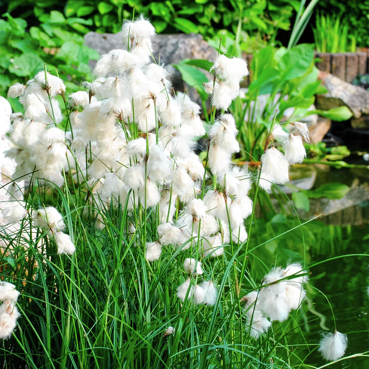 Schmalblättriges Wollgras