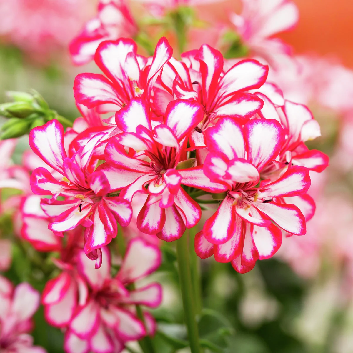 Hänge-Geranie, rot-weiß