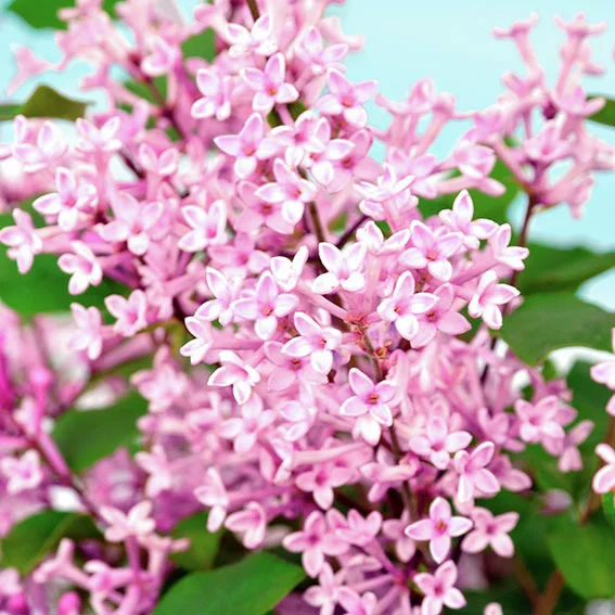 Bloomerang(R)-Flieder Pink Perfume