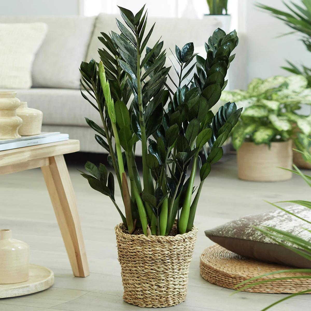 Große Glücksfeder, im ca. 21 cm-Topf