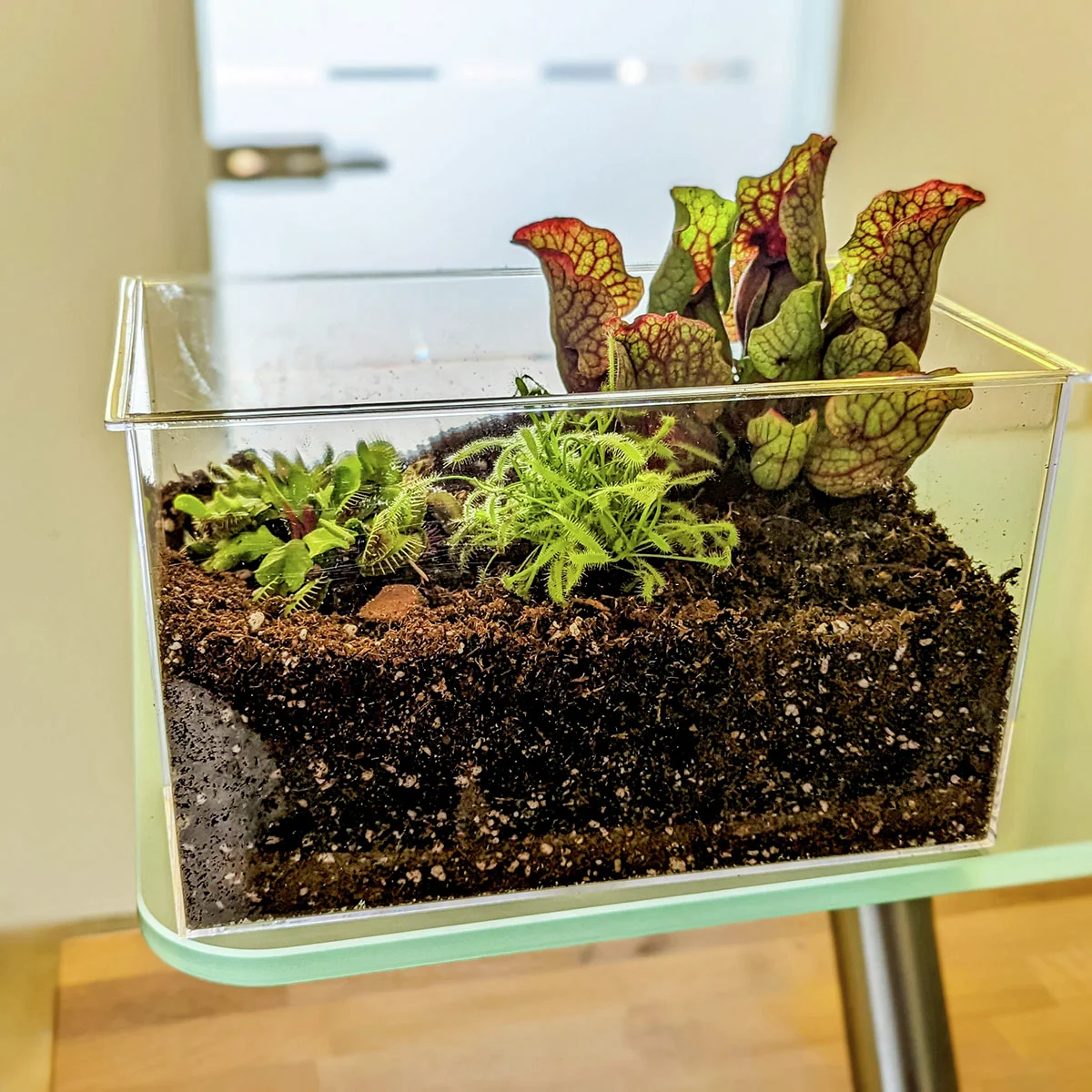 Pflanzenterrarium Fleischfresser Komplett-Set
